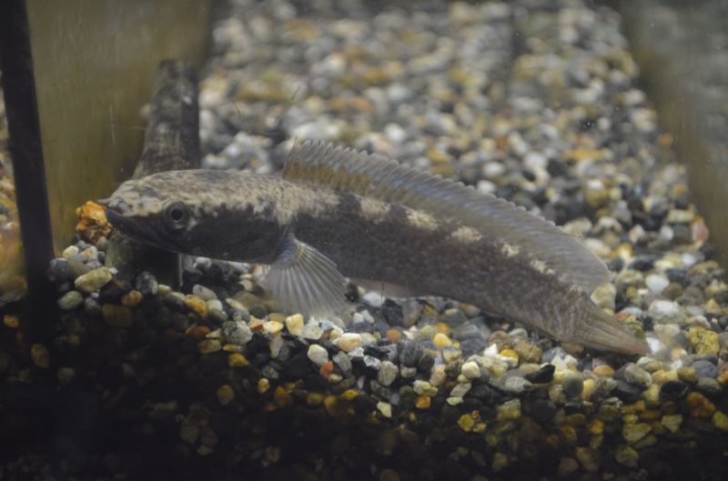チャンナｓｐ ガロ スネークヘッド等の熱帯魚の通販なら魚銀座 M8堂