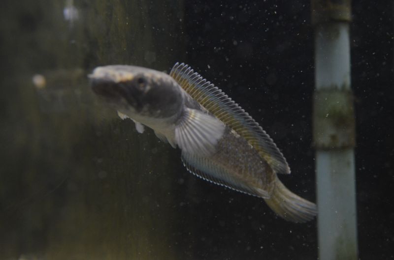 チャンナｓｐ ガロ スネークヘッド等の熱帯魚の通販なら魚銀座 M8堂