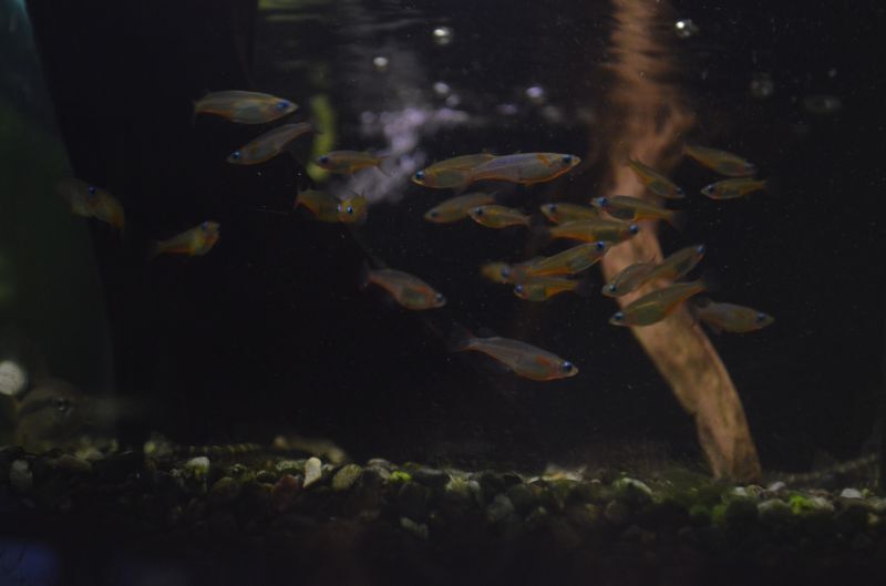 オリジアス ウォウォラエ ５匹 スネークヘッド等の熱帯魚の通販なら魚銀座 M8堂