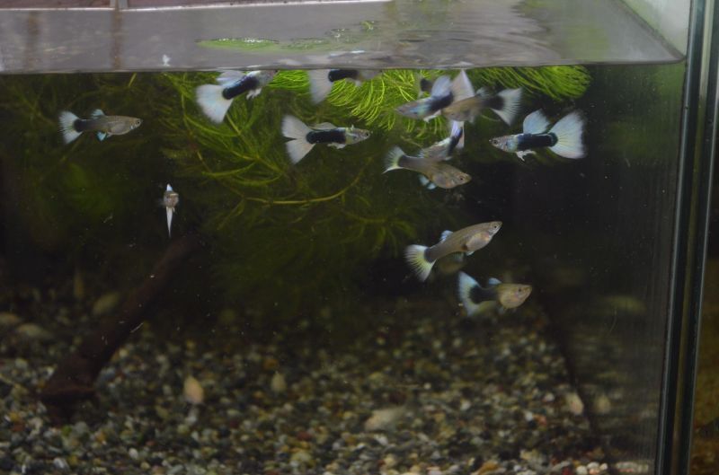 プレゼント 熱帯魚 国産グッピー ドイツイエロータキシード グッピー 1pr Shipsctc Org