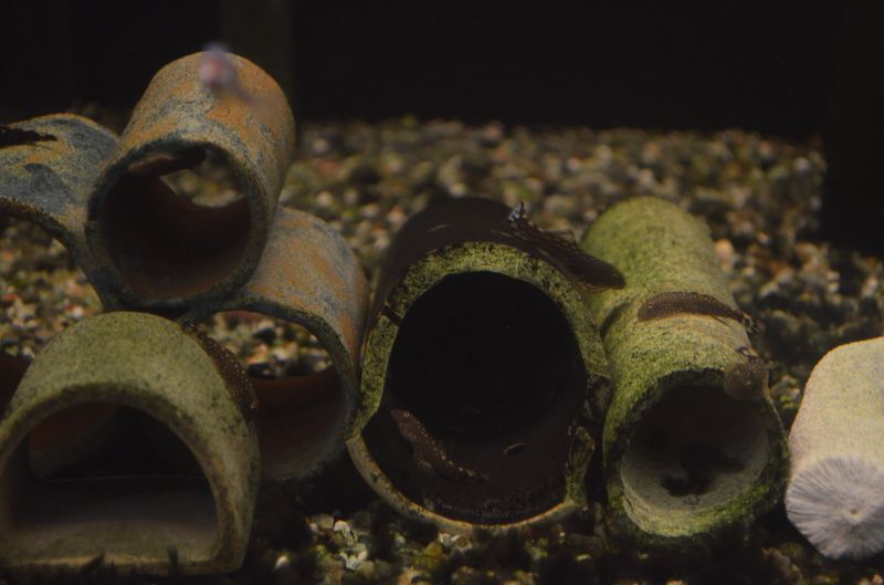 ボルネオプレコ スネークヘッド等の熱帯魚の通販なら魚銀座 M8堂