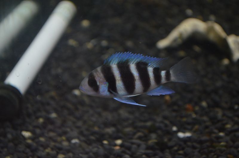 キフォティラピア フロントーサ スネークヘッド等の熱帯魚の通販なら魚銀座 M8堂