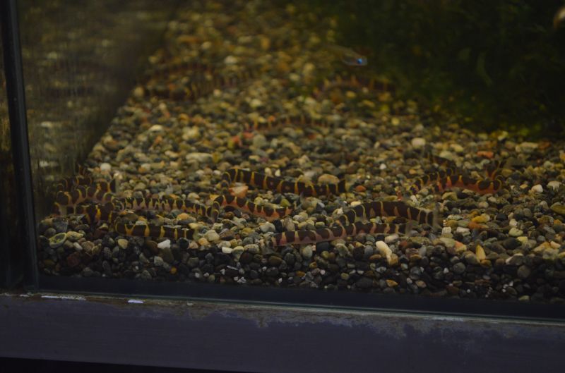 Sale 103 Off 熱帯魚 コイ クーリーローチ 5cm 5匹 Shipsctc Org