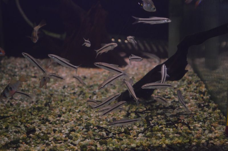 サイアミーズ フライングフォックス ３匹 スネークヘッド等の熱帯魚の通販なら魚銀座 M8堂