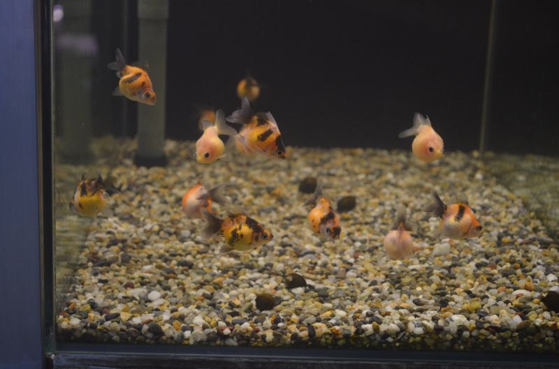 ピンポンパール スネークヘッド等の熱帯魚の通販なら魚銀座 M8堂