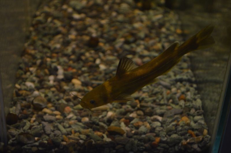 アリアケギバチ １５cm スネークヘッド等の熱帯魚の通販なら魚銀座 M8堂
