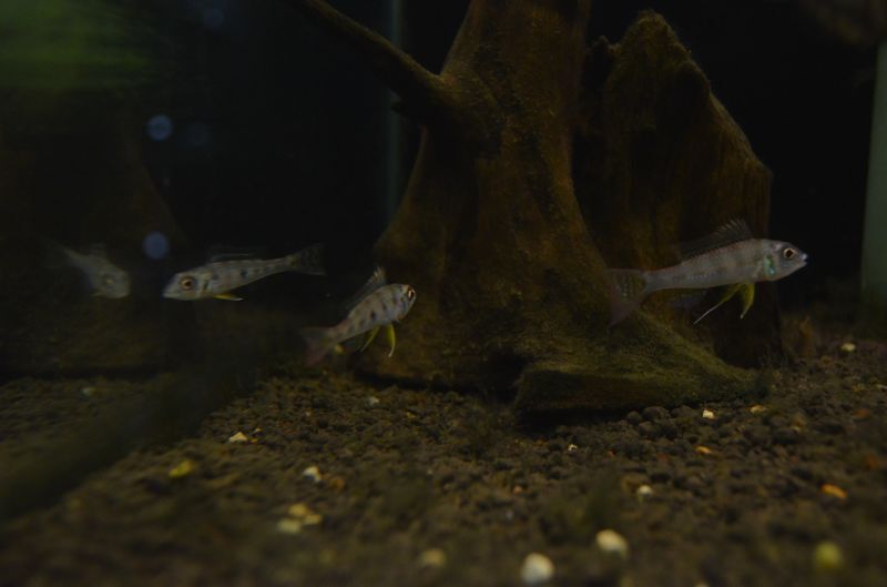 グリーンドワーフシクリッド スネークヘッド等の熱帯魚の通販なら魚銀座 M8堂