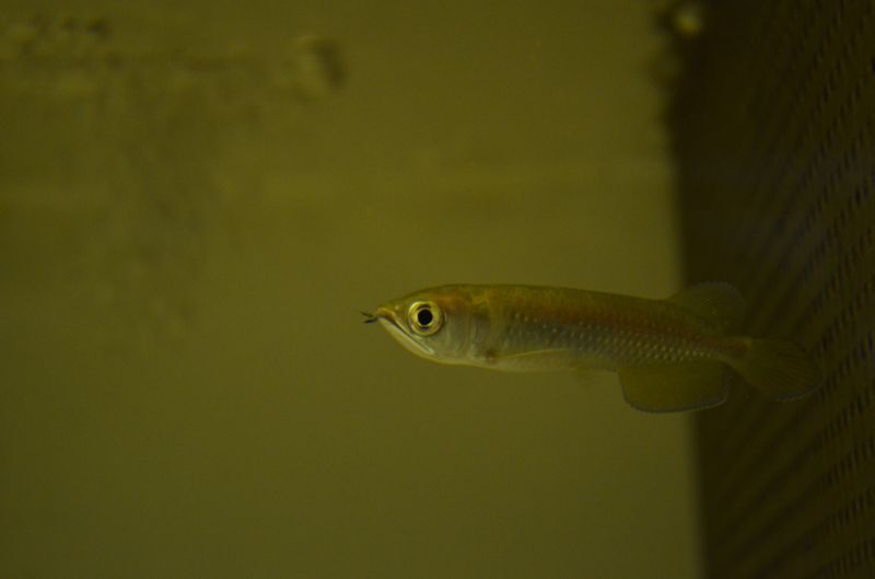 ノーザンバラムンディ ベビー スネークヘッド等の熱帯魚の通販なら魚銀座 M8堂