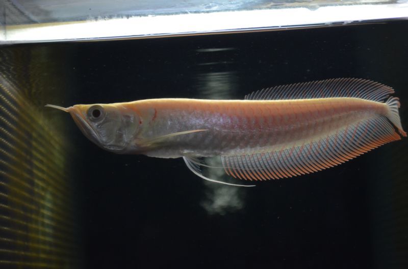 アルビノシルバーアロワナ スネークヘッド等の熱帯魚の通販なら魚銀座 M8堂