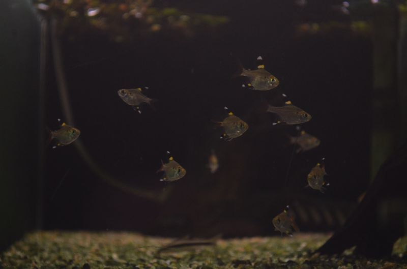 バルーンプリステラ スネークヘッド等の熱帯魚の通販なら魚銀座 M8堂