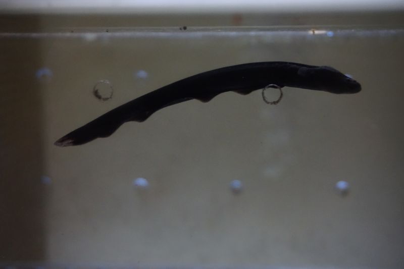 デンキウナギ スネークヘッド等の熱帯魚の通販なら魚銀座 M8堂