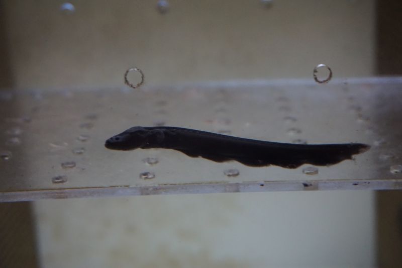 デンキウナギ スネークヘッド等の熱帯魚の通販なら魚銀座 M8堂