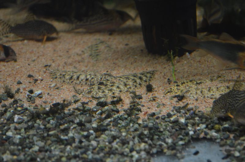 ニューギニア淡水カレイ スネークヘッド等の熱帯魚の通販なら魚銀座 M8堂