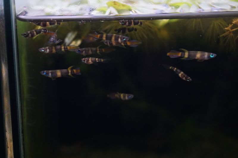 お得 (熱帯魚・卵生メダカ)