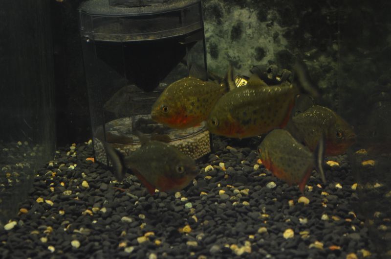 ピラニアナッテリー スネークヘッド等の熱帯魚の通販なら魚銀座 M8堂