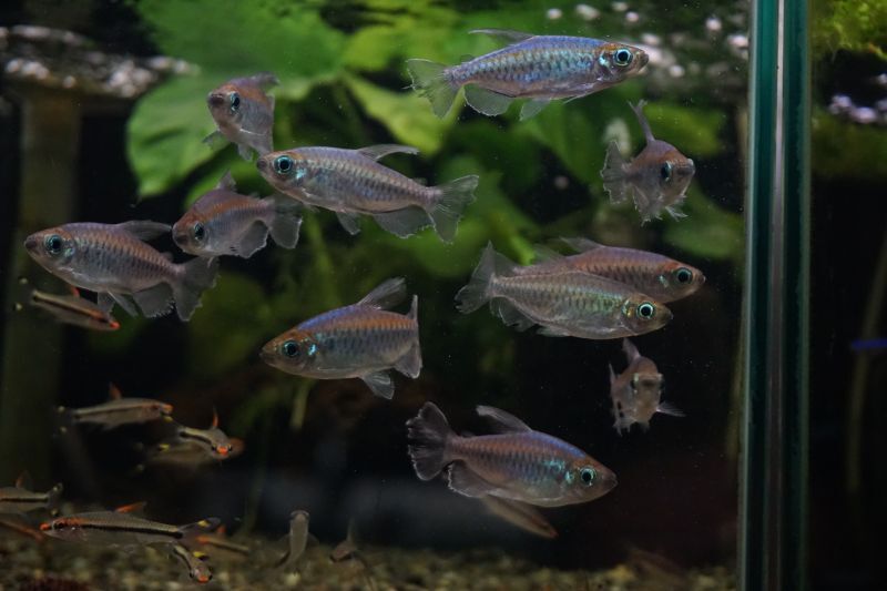 コンゴテトラ スネークヘッド等の熱帯魚の通販なら魚銀座 M8堂
