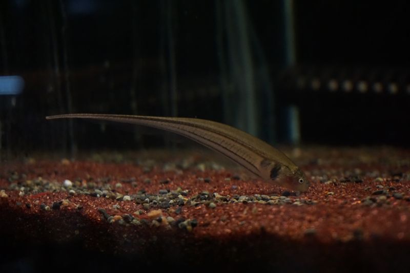 グリーンナイフフィッシュ - スネークヘッド等の熱帯魚の通販なら魚 ...