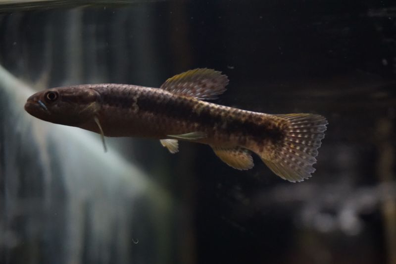 オレンジフィンキリーホーリー スネークヘッド等の熱帯魚の通販なら魚銀座 M8堂