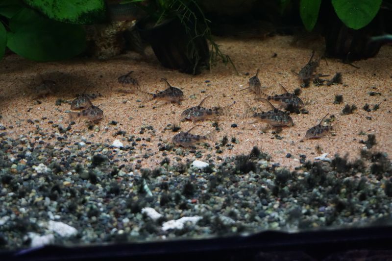 ｃｏ ロングフィンパレアタス スネークヘッド等の熱帯魚の通販なら魚銀座 M8堂