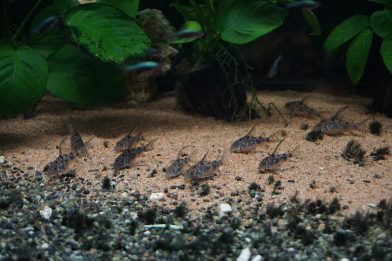 ｃｏ ロングフィンパレアタス スネークヘッド等の熱帯魚の通販なら魚銀座 M8堂