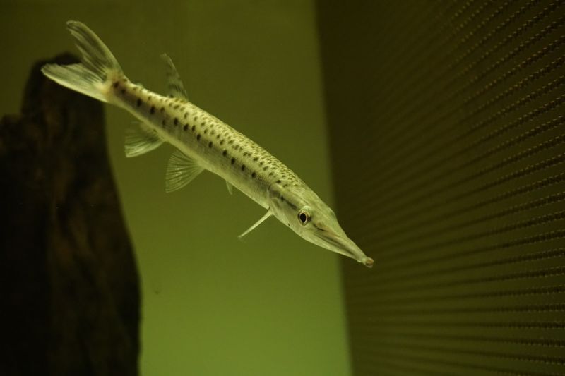 熱帯魚 マーブルハイドロシナスガー、ゴールデンパイクカラシン
