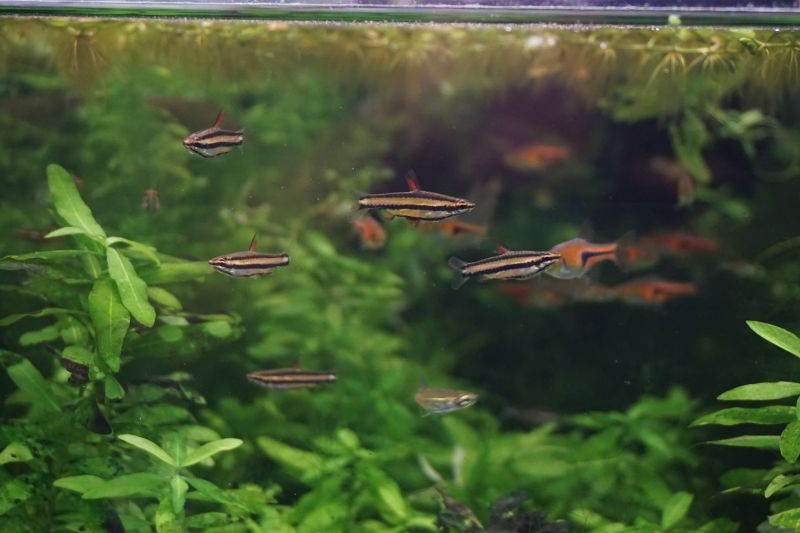 ナノストムス マジナータスｓｐ ピンク ローズペンシル スネークヘッド等の熱帯魚の通販なら魚銀座 M8堂