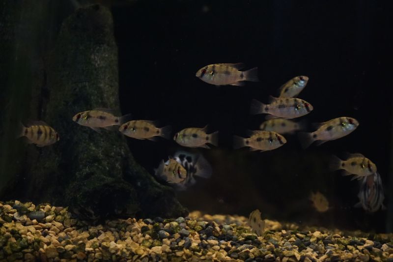 アノマロクロミス トーマシー スネークヘッド等の熱帯魚の通販なら魚銀座 M8堂