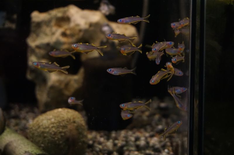 ポポンデッタフルカタ ５匹 スネークヘッド等の熱帯魚の通販なら魚銀座 M8堂