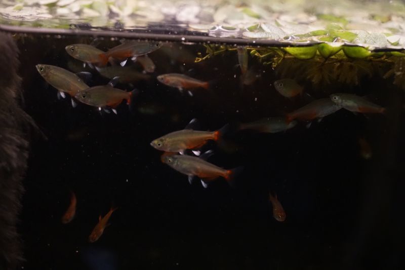 グリーンファイヤーテトラ ５匹 スネークヘッド等の熱帯魚の通販なら魚銀座 M8堂