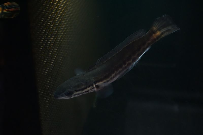 熱帯魚 スネークヘッド エンペラー ディプログラマ