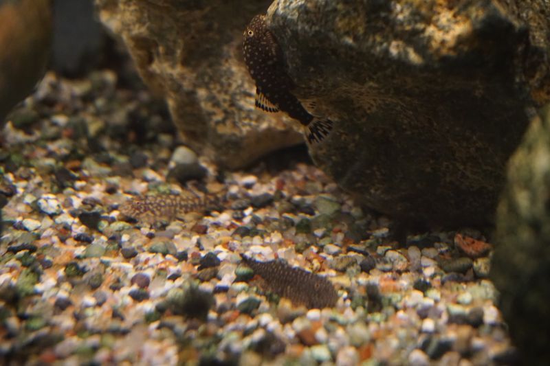 ボルネオプレコ スネークヘッド等の熱帯魚の通販なら魚銀座 M8堂