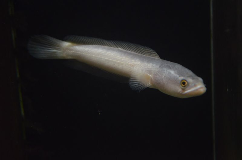 純白！プラチナカムルチー27cm