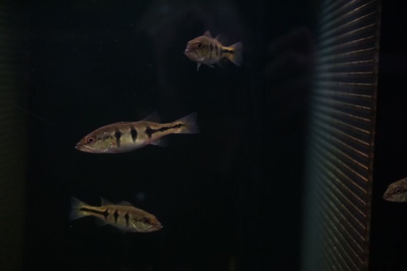 キクラ オセラリス(オリノコエンシス？) 熱帯魚