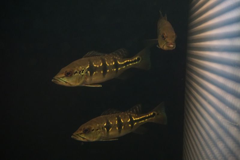 キクラ オセラリス(オリノコエンシス？) 熱帯魚