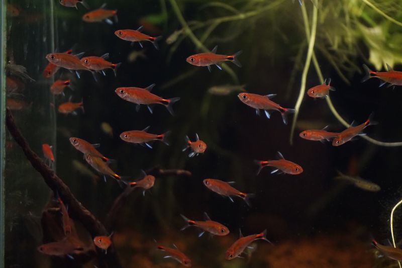 WILD ディープレッドホタルテトラ 1~１.５ｃｍ± ３０匹（＋死着補償３ ...
