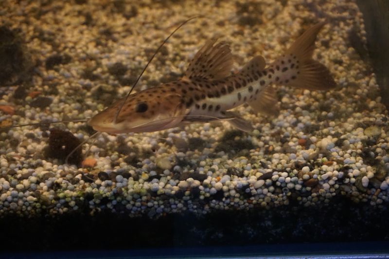 完品 レッドテール×タイガーキャット 44cm±