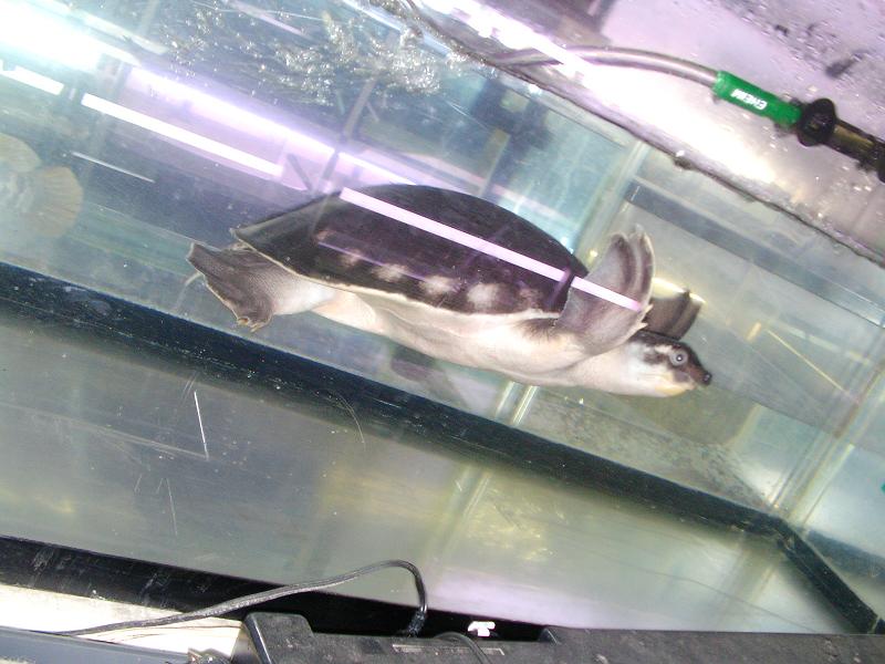 スッポンモドキ スネークヘッド等の熱帯魚の通販なら魚銀座 M8堂