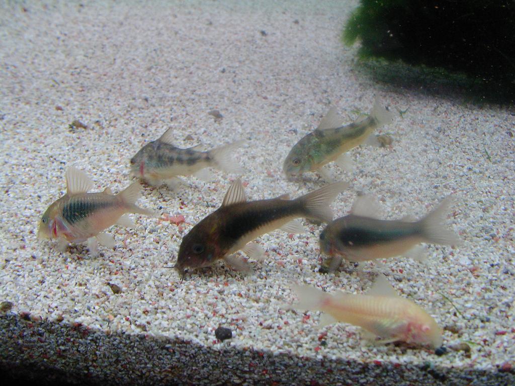 赤 青 白コリ ３匹 スネークヘッド等の熱帯魚の通販なら魚銀座 M8堂